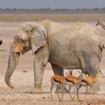 À la découverte de l’Etosha, le parc emblématique de la Namibie