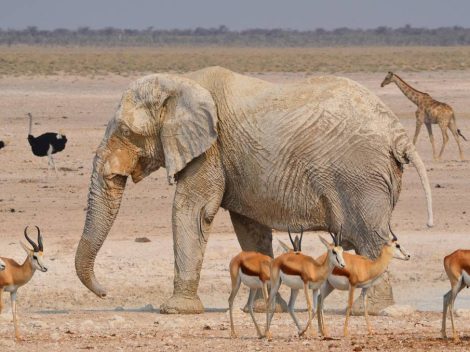 À la découverte de l’Etosha, le parc emblématique de la Namibie