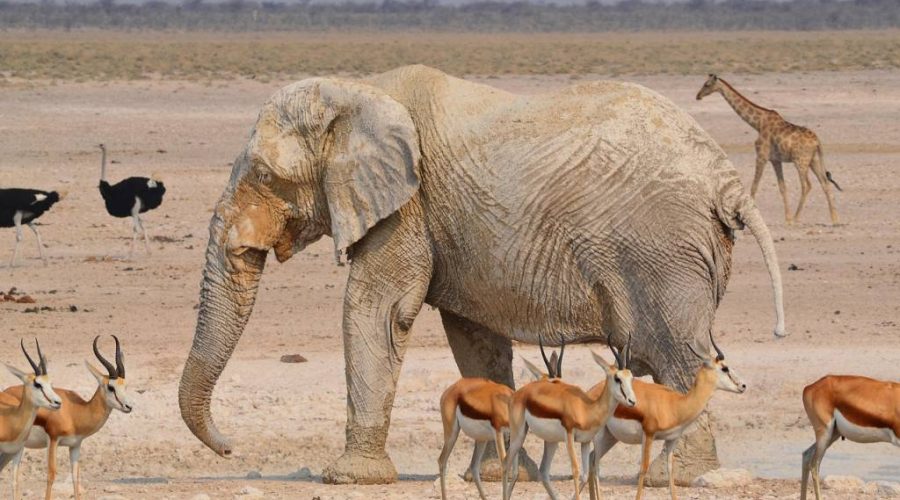 À la découverte de l’Etosha, le parc emblématique de la Namibie