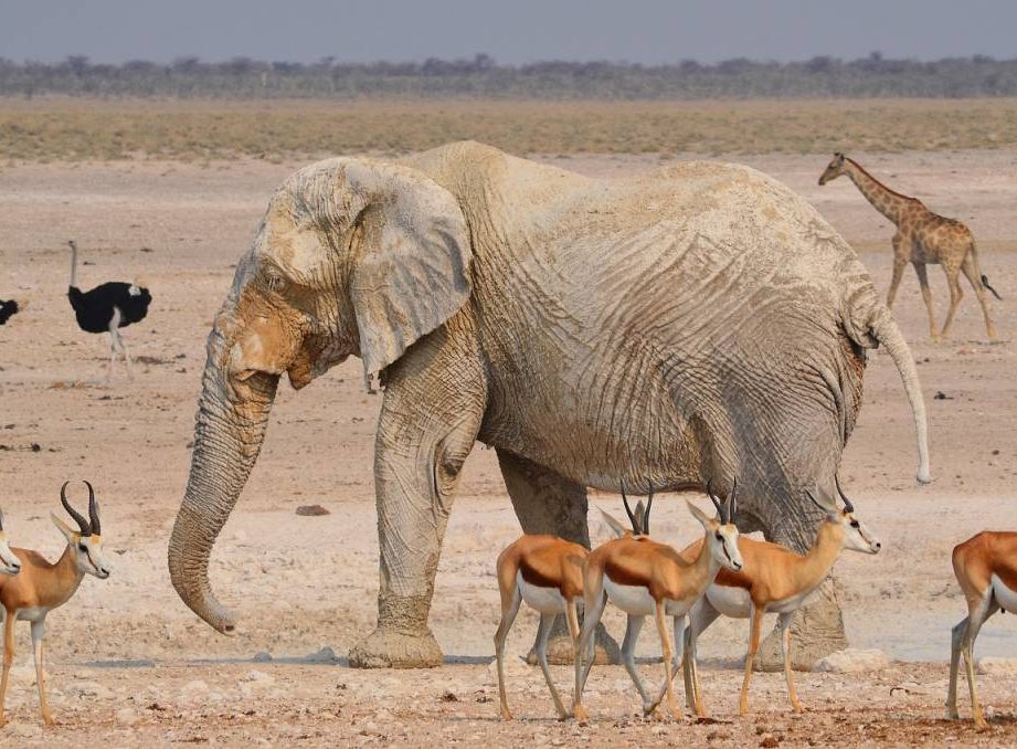 À la découverte de l’Etosha, le parc emblématique de la Namibie