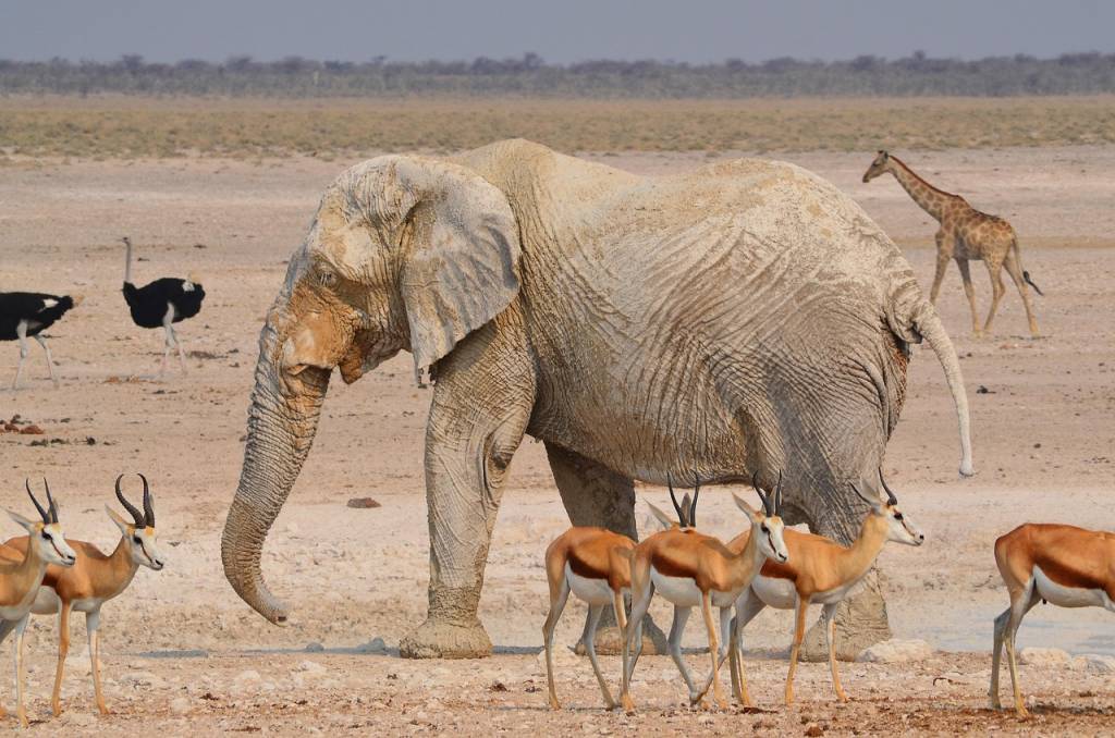 À la découverte de l’Etosha, le parc emblématique de la Namibie