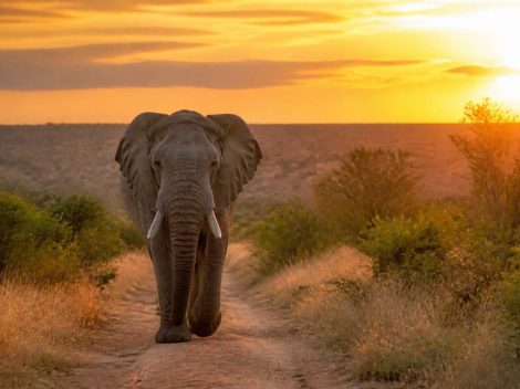 Voyage en afrique australe : les incontournables à découvrir